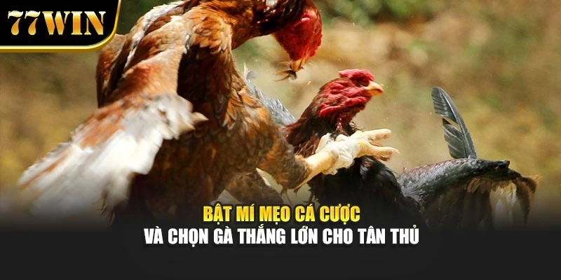 Bật mí mẹo cá cược và chọn gà thắng lớn cho tân thủ