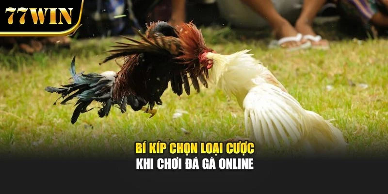 Bí kíp chọn loại cược khi chơi đá gà online