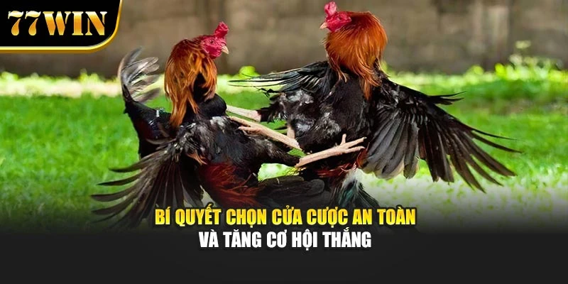 Bí quyết chọn cửa cược an toàn và tăng cơ hội thắng