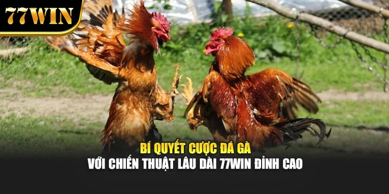 Bí Quyết Cược Đá Gà Với Chiến Thuật Lâu Dài 77Win Đỉnh Cao