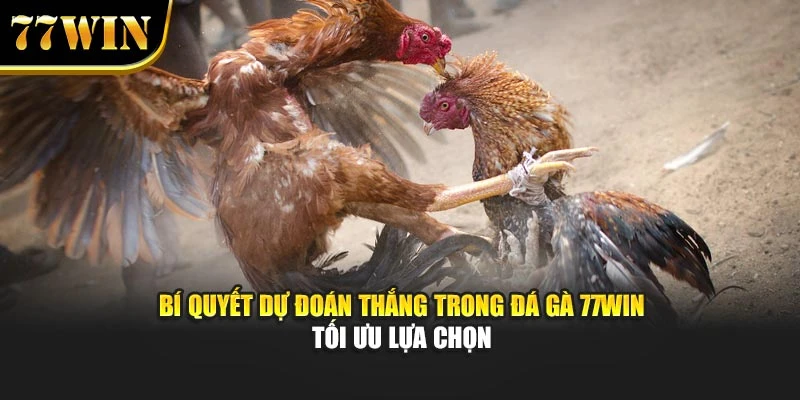 Bí Quyết Dự Đoán Thắng Trong Đá Gà 77Win - Tối Ưu Lựa Chọn