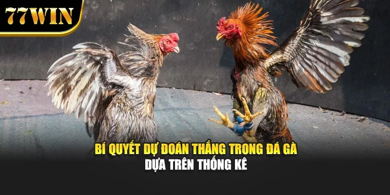 Bí quyết dự đoán thắng trong đá gà dựa trên thống kê