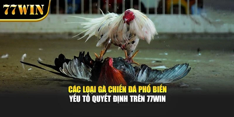 Các Loại Gà Chiến Đá Phổ Biến - Yếu Tố Quyết Định Trên 77Win