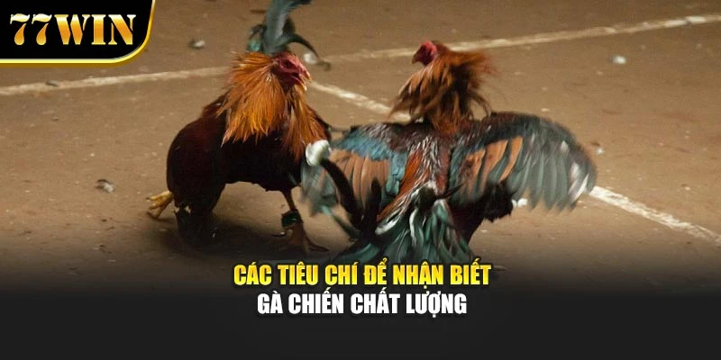 Các tiêu chí để nhận biết gà chiến chất lượng