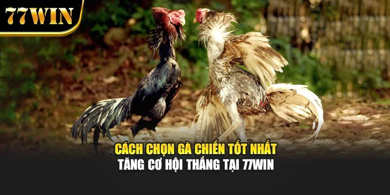 Cách Chọn Gà Chiến Tốt Nhất - Tăng Cơ Hội Thắng Tại 77Win