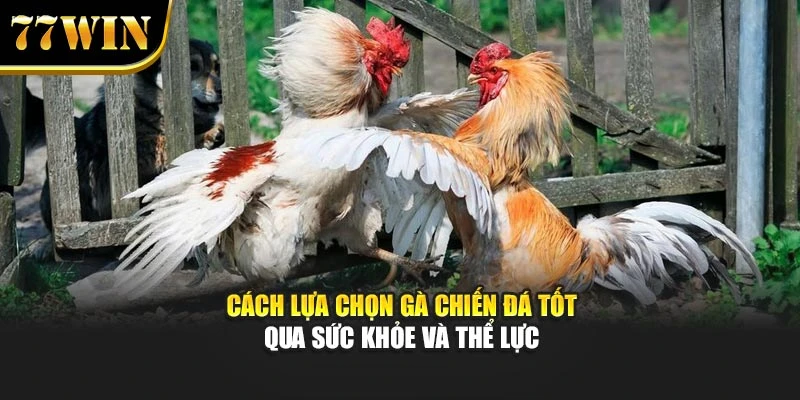 Cách lựa chọn gà chiến đá tốt qua sức khỏe và thể lực