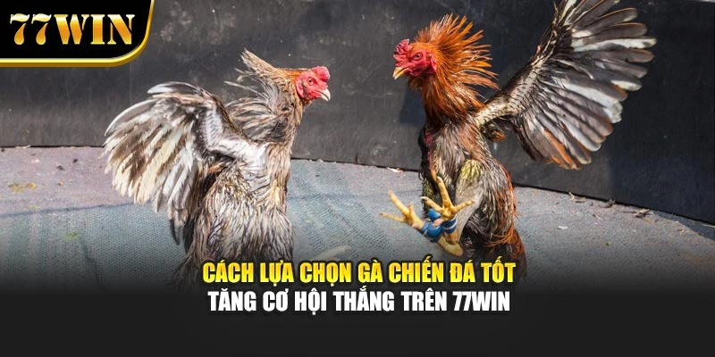 Cách Lựa Chọn Gà Chiến Đá Tốt - Tăng Cơ Hội Thắng Trên 77Win