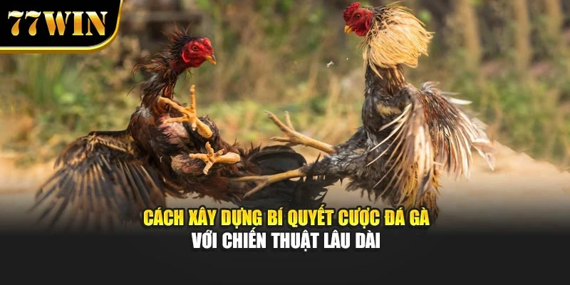 Cách xây dựng bí quyết cược đá gà với chiến thuật lâu dài