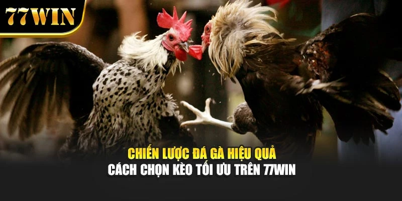 Chiến Lược Đá Gà Hiệu Quả - Cách Chọn Kèo Tối Ưu Trên 77Win