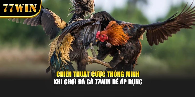 Chiến Thuật Cược Thông Minh Khi Chơi Đá Gà 77Win Dễ Áp Dụng