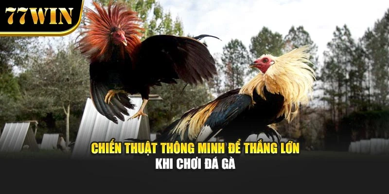 Chiến thuật thông minh để thắng lớn khi chơi đá gà