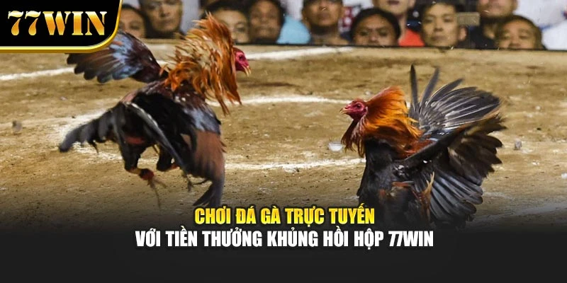 Chơi Đá Gà Trực Tuyến Với Tiền Thưởng Khủng Hồi Hộp 77Win