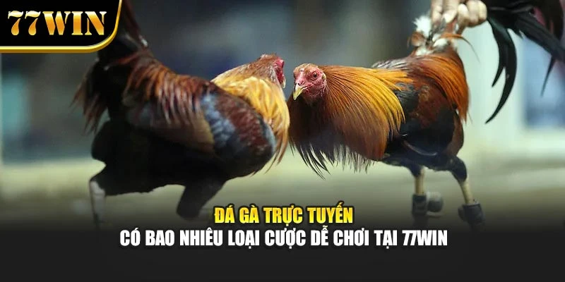 Đá Gà Trực Tuyến Có Bao Nhiêu Loại Cược Dễ Chơi Tại 77Win