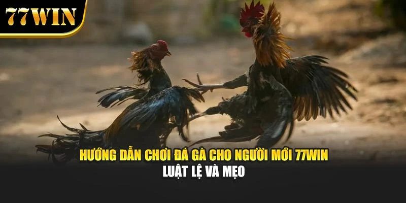 Hướng Dẫn Chơi Đá Gà Cho Người Mới 77Win - Luật Lệ Và Mẹo