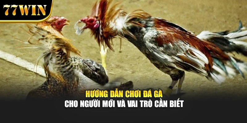 Hướng dẫn chơi đá gà cho người mới và vai trò cần biết