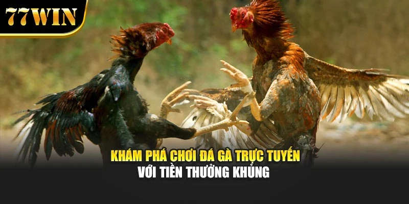 Khám phá chơi đá gà trực tuyến với tiền thưởng khủng