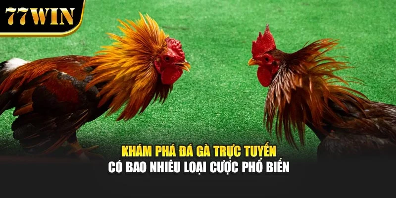 Khám phá đá gà trực tuyến có bao nhiêu loại cược phổ biến