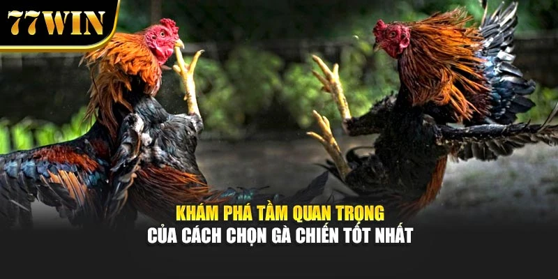 Khám phá tầm quan trọng của cách chọn gà chiến tốt nhất