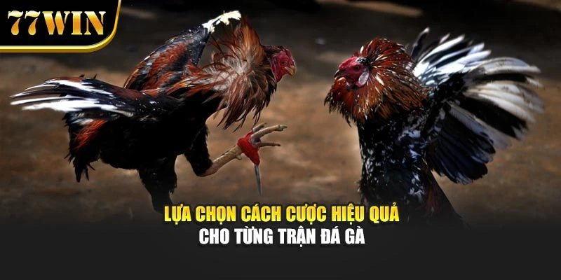 Lựa chọn cách cược hiệu quả cho từng trận đá gà