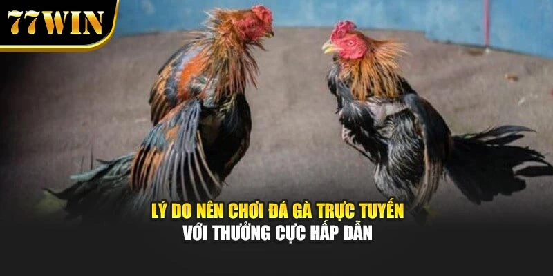 Lý do nên chơi đá gà trực tuyến với thưởng cực hấp dẫn