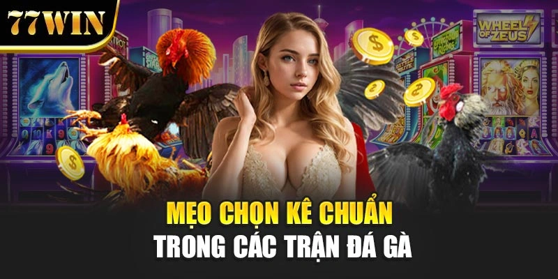 Mẹo chọn kê chuẩn trong các trận đá gà