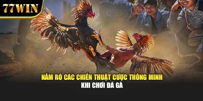 Nắm rõ các chiến thuật cược thông minh khi chơi đá gà
