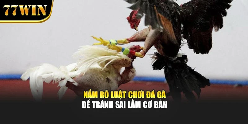 Nắm rõ luật chơi đá gà để tránh sai lầm cơ bản