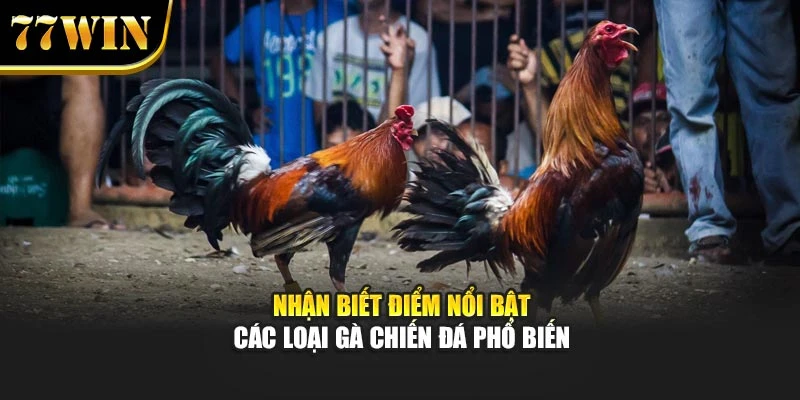 Nhận biết điểm nổi bật các loại gà chiến đá phổ biến
