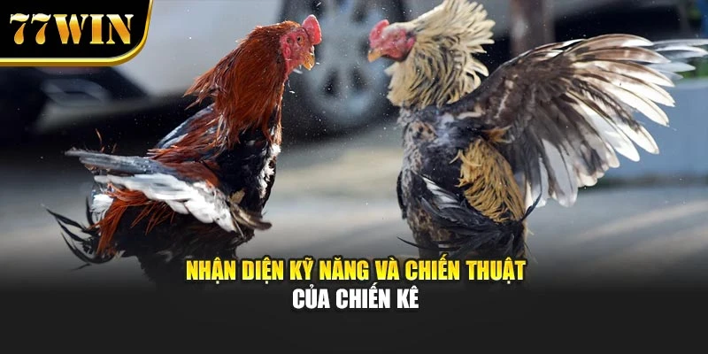 Nhận diện kỹ năng và chiến thuật của chiến kê