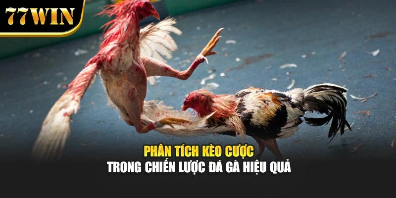 Phân tích kèo cược trong chiến lược đá gà hiệu quả