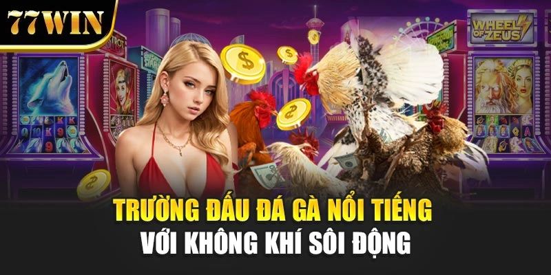 Trường đấu đá gà nổi tiếng với không khí sôi động