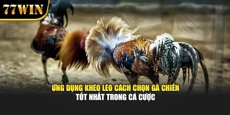 Ứng dụng khéo léo cách chọn gà chiến tốt nhất trong cá cược
