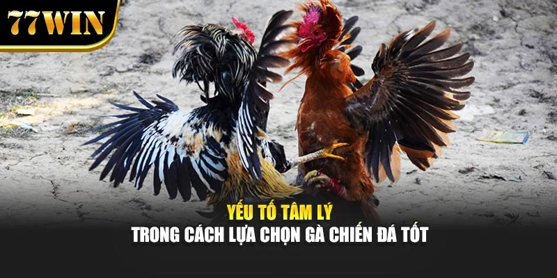 Yếu tố tâm lý trong cách lựa chọn gà chiến đá tốt